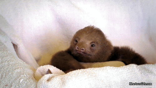 Sloth in bed GIF