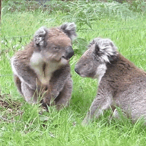 two koalas nuzzling each other