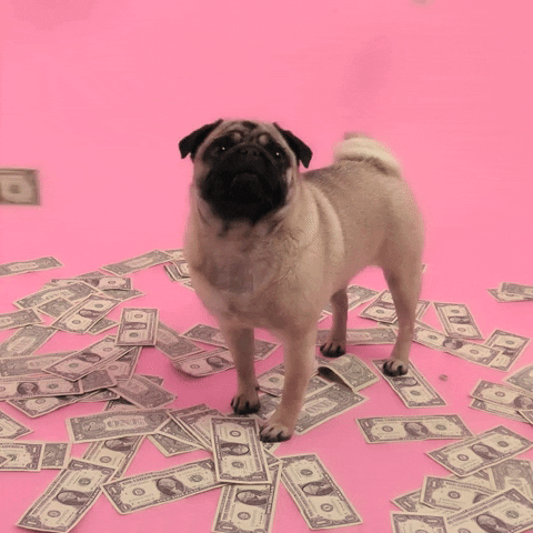 a pug surrounded by money