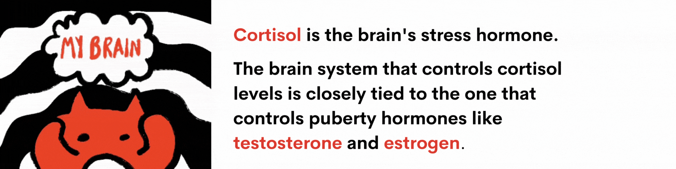 Cortisol is the brain's stress hormone. The brain system that controls cortisol levels is closely tied to the brain system that controls puberty hormones like testosterone and estrogen.