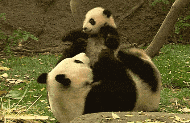 panda and child panda intro gif