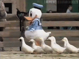Donald duck walking and a group of smaller ducks following him