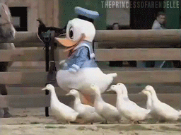 Donald and the ducks