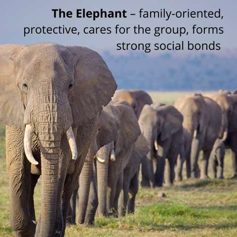 The Elephant - family-oriented, protective, cares for the group, forms strong social bonds