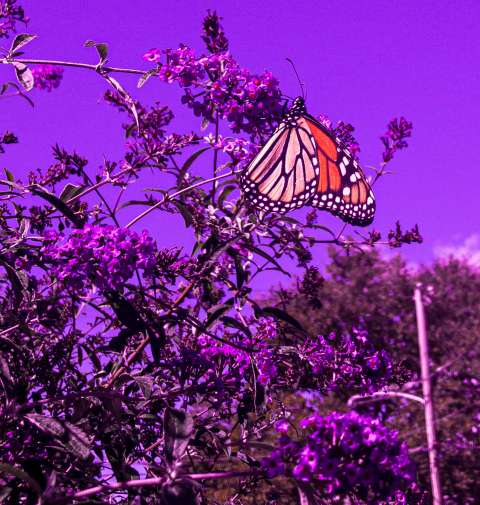 A butterfly perches on a stem beneath a purple sky.