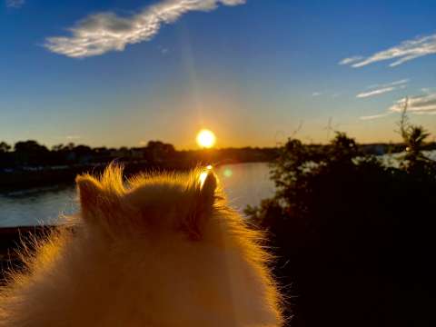 Dog staring at a sunset over a lake